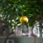 מלון דירות Aegean Village