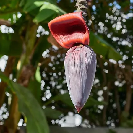 Aegean Village Parikia (Paros)